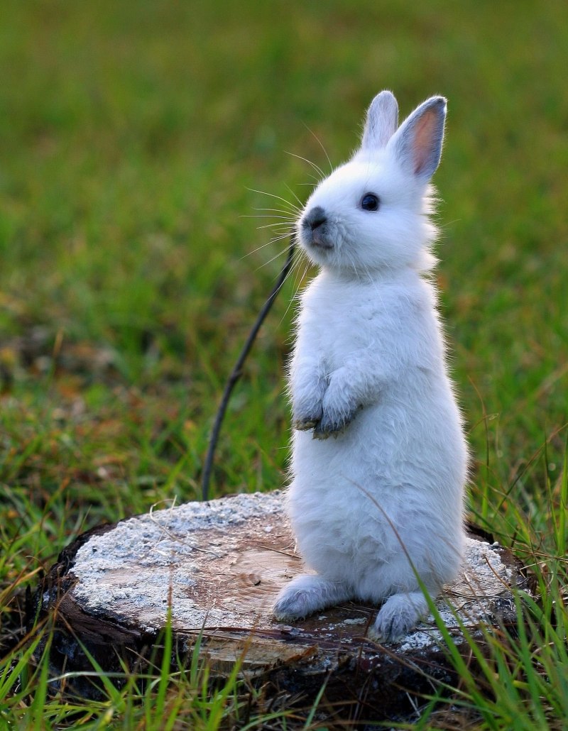 Заяц-Беляк Lepus timidus