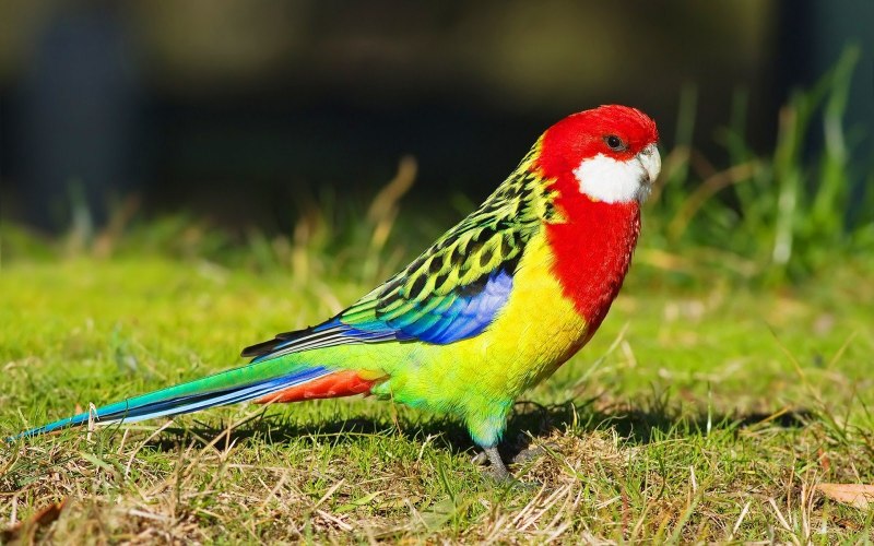 Рубиновая Розелла (Platycercus)