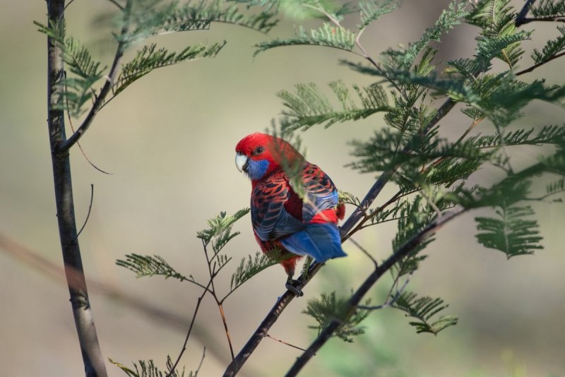 Розелла красная (Platycercus elegans)
