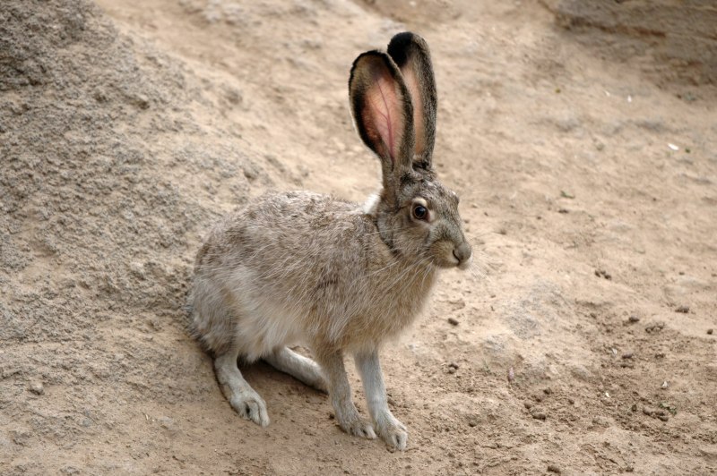 Poelagus Marjorita