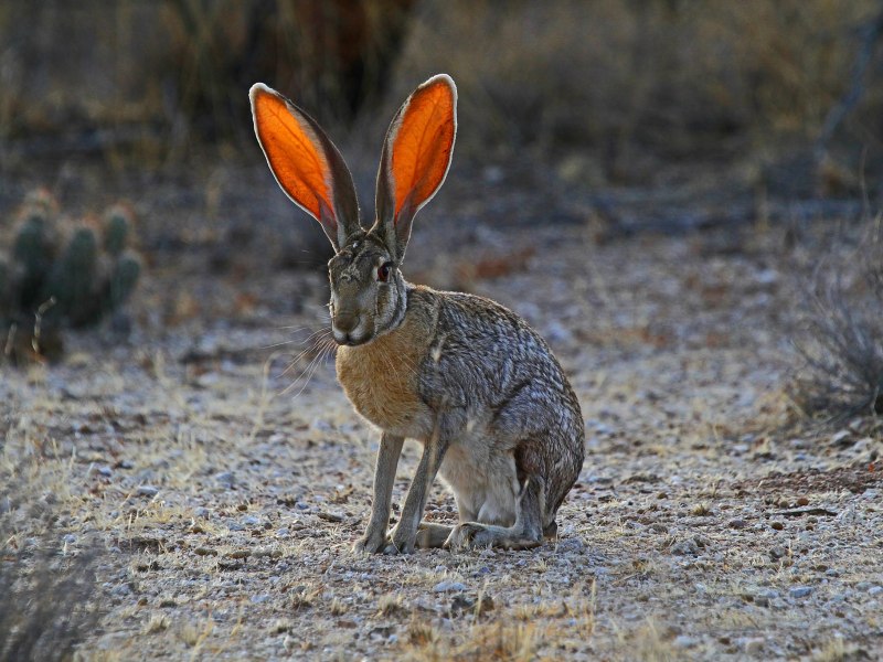 Lepus townsendii