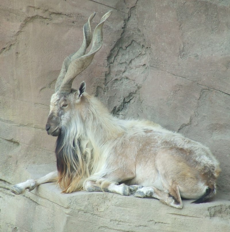 Козёл Винторогий/Turkmenian Markhor
