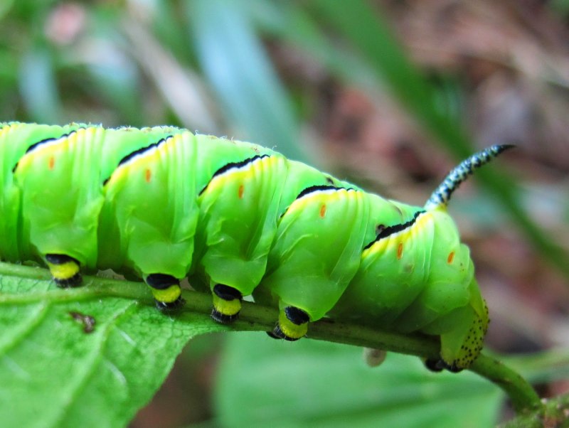 Papilio Troilus гусеница