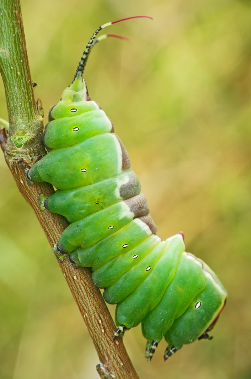 Гарпия большая (Cerura vinula), гусеница