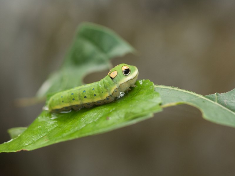 Papilio Troilus гусеница бабочка