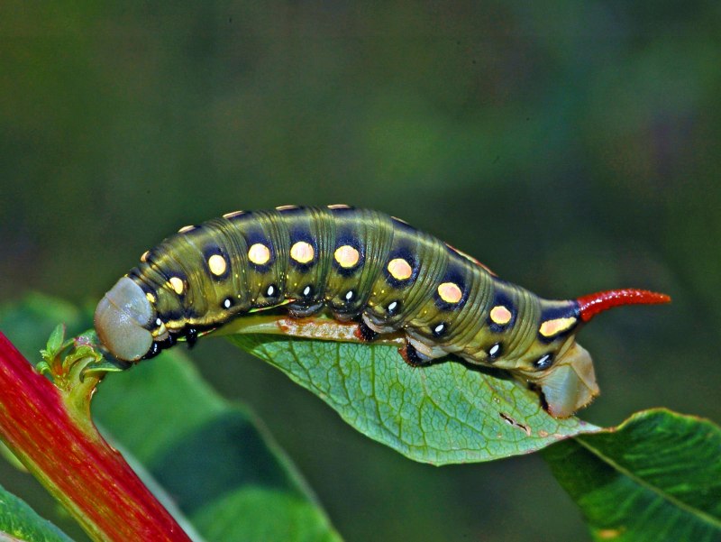 Hyalophora Cecropia Caterpillar