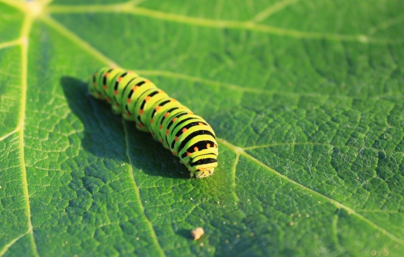 Green Caterpillar гусеница