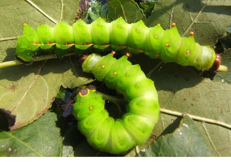Papilio Troilus гусеница бабочка