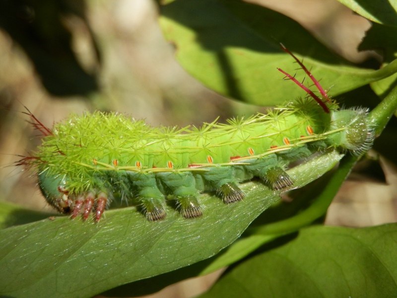 Гусеница Cerura vinula