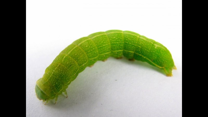 Green Caterpillar гусеница