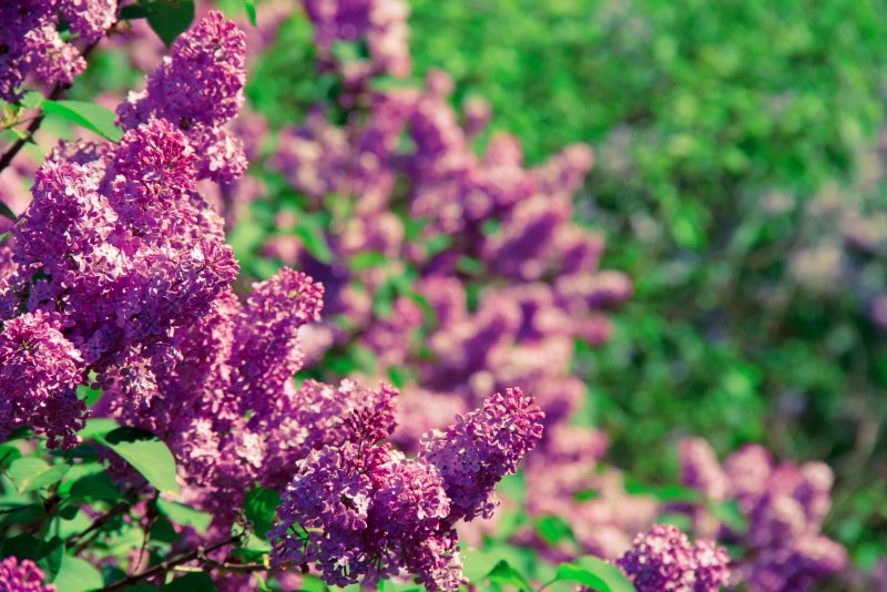 Сирень Звегинцова (Syringa