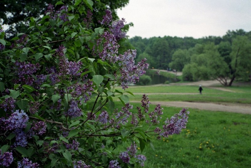 Дикая сирень кустарник