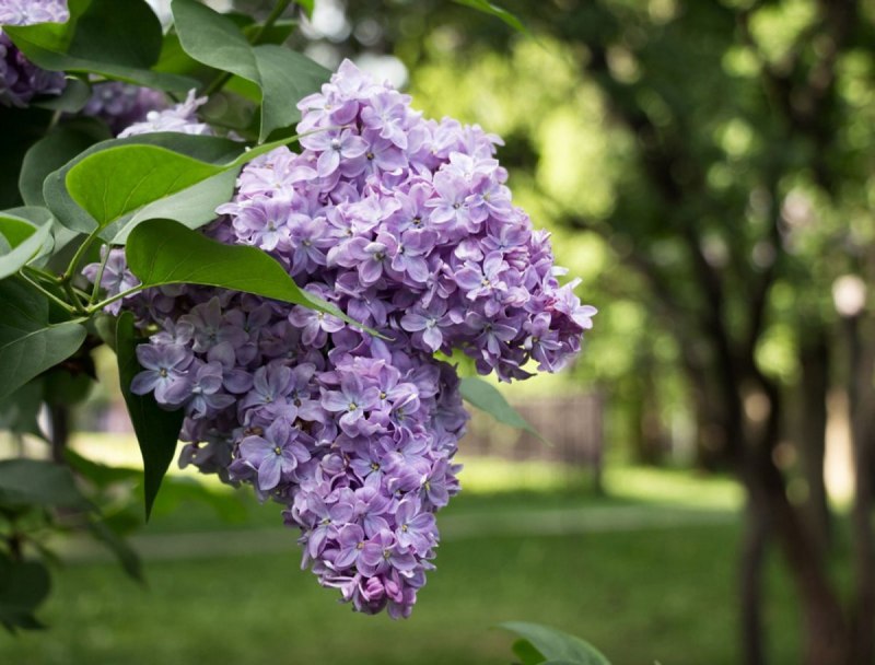 Сирень Дикая Лесная