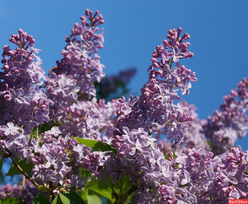 Сирень Амурская Syringa amurensis