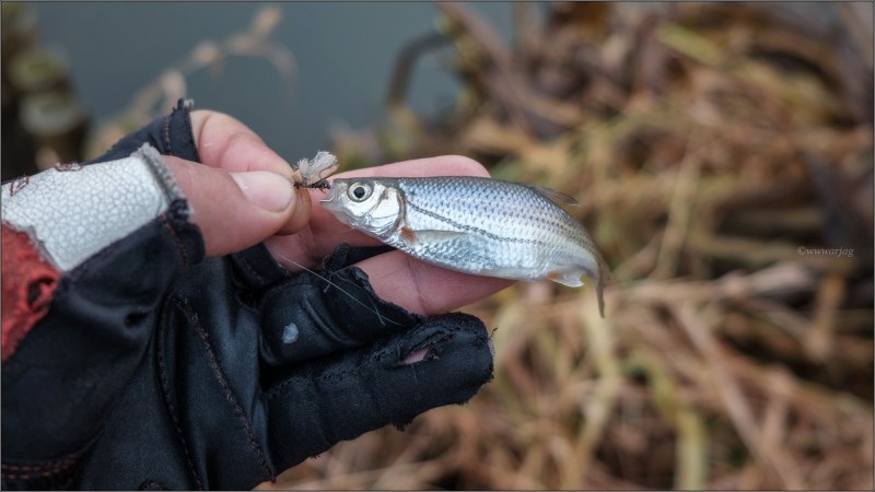 Русская Быстрянка – Alburnoides bipunctatus rossicus (Berg, 1924)