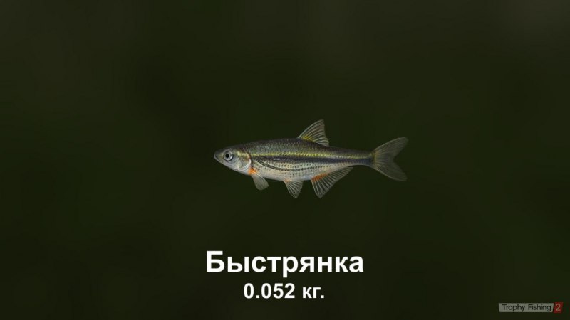 Верховка обыкновенная