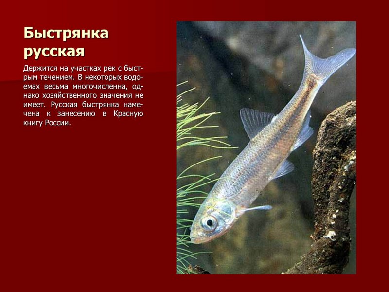 Обыкновенная уклейка Alburnus Alburnus