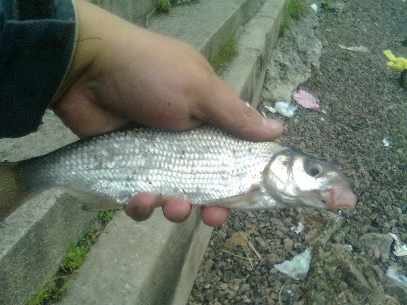 Чехонь Pelecus cultratus