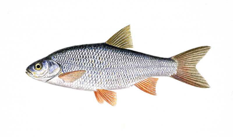Чехонь Pelecus cultratus