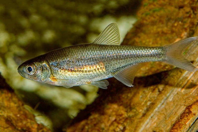 Быстрянка - Alburnoides bipunctatus