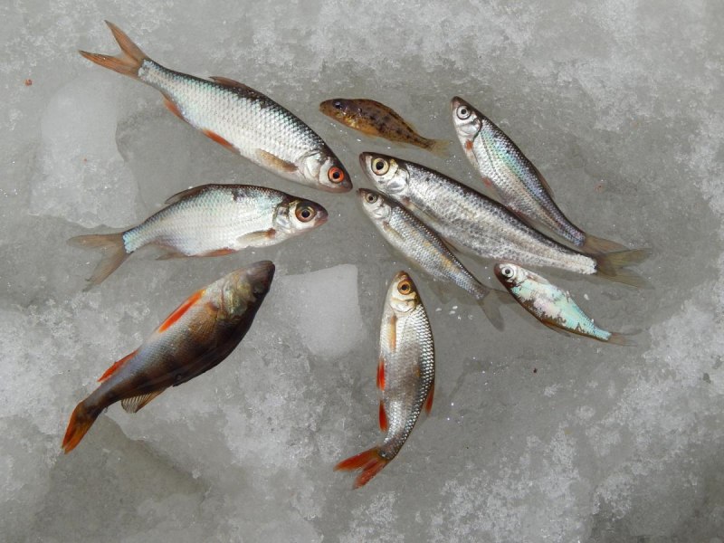 Язь Leuciscus idus