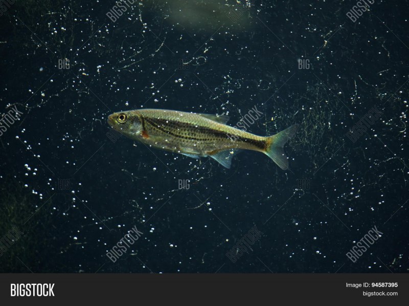 Campostoma anomalum