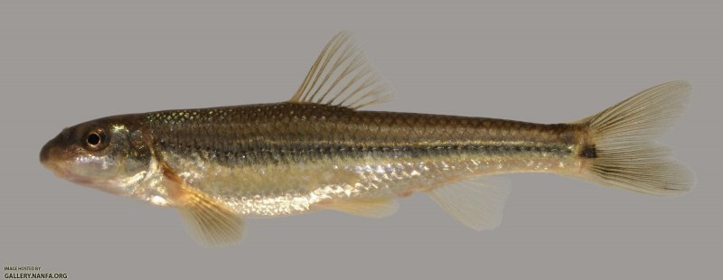 Елец Данилевского Leuciscus danilewskii