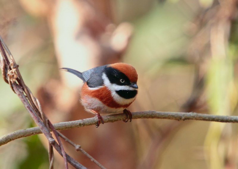 Cyanistes varius — Тиссовая синица