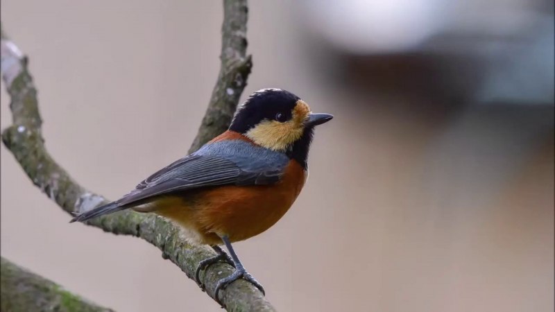 Тиссовая синица Parus varius