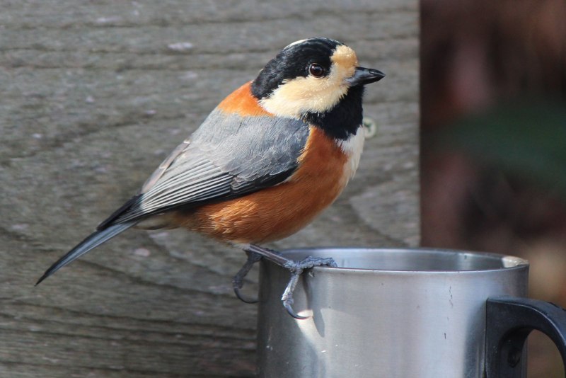 Тиссовая синица Parus varius