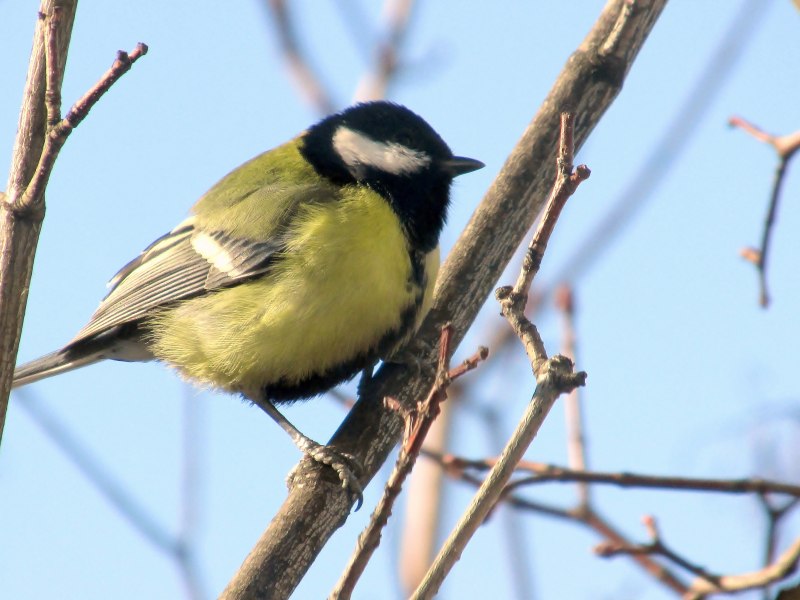 Тиссовая синица (Poecile varius).