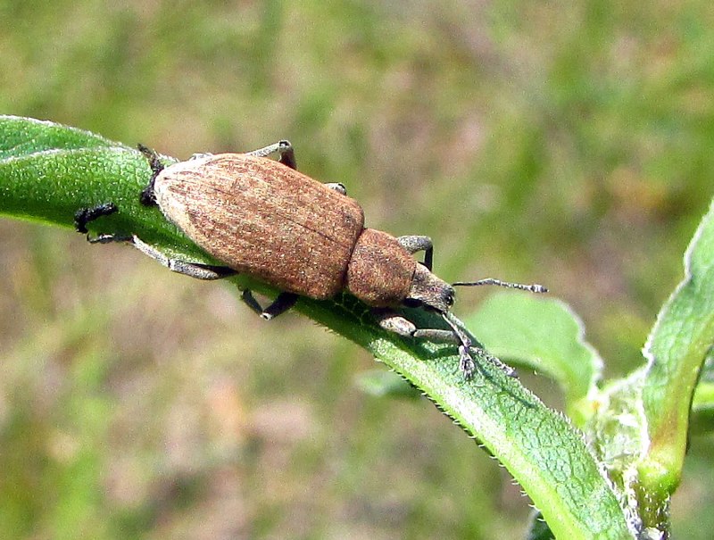 Apion frumentarium Жук