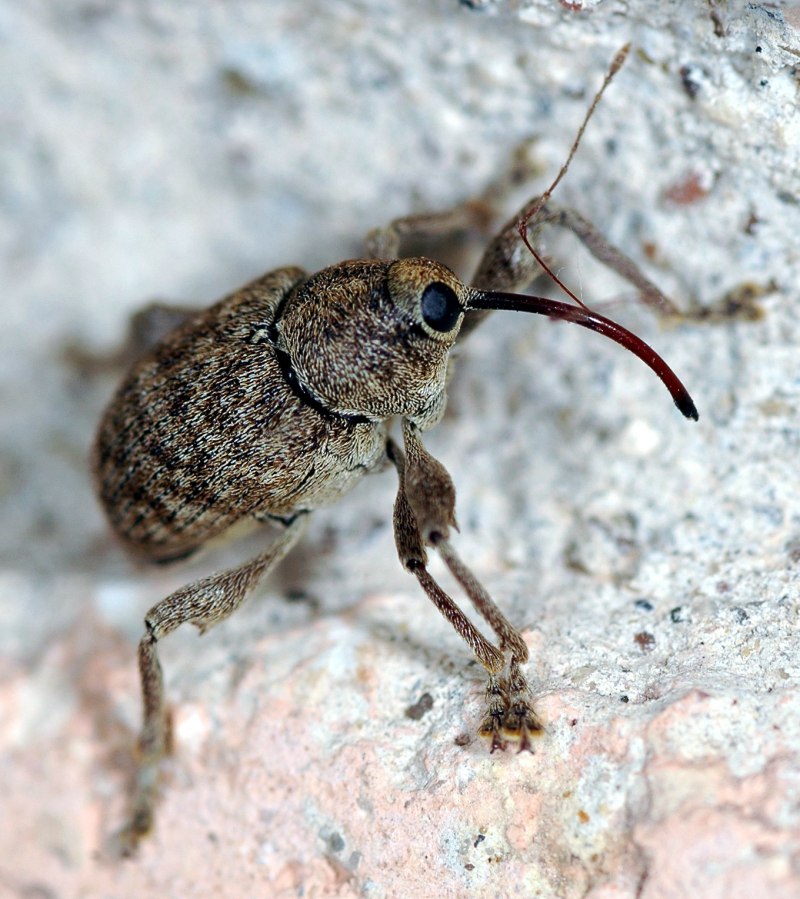 Cyphocleonus tigrinus