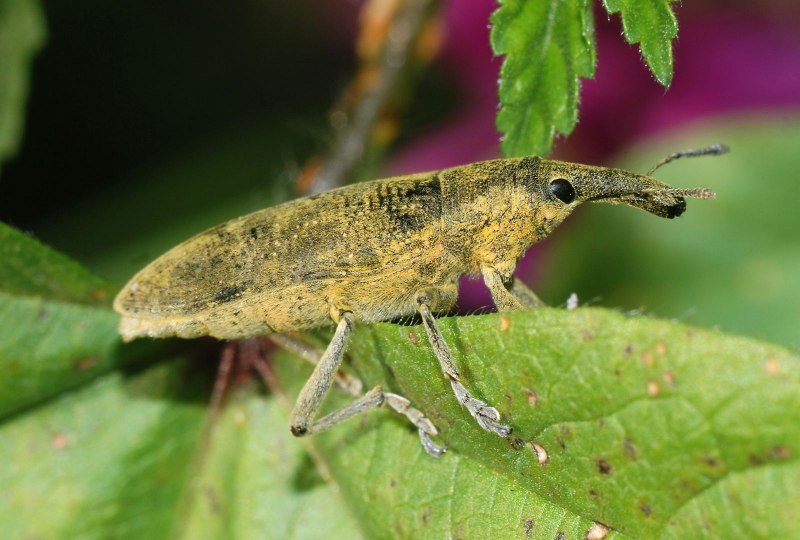 Малинный Жук — Byturus tomentosus f.