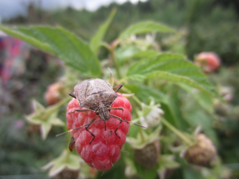 Apion frumentarium Жук