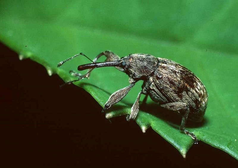 Phyllobius fessus