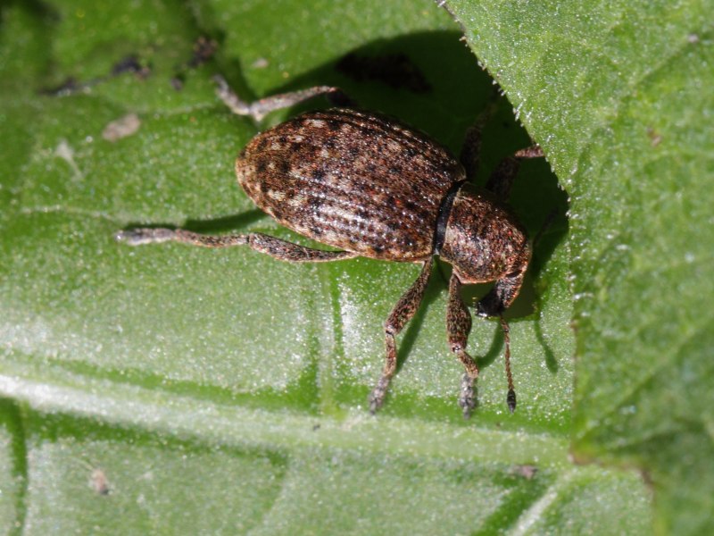 Долгоносики (Curculionidae)