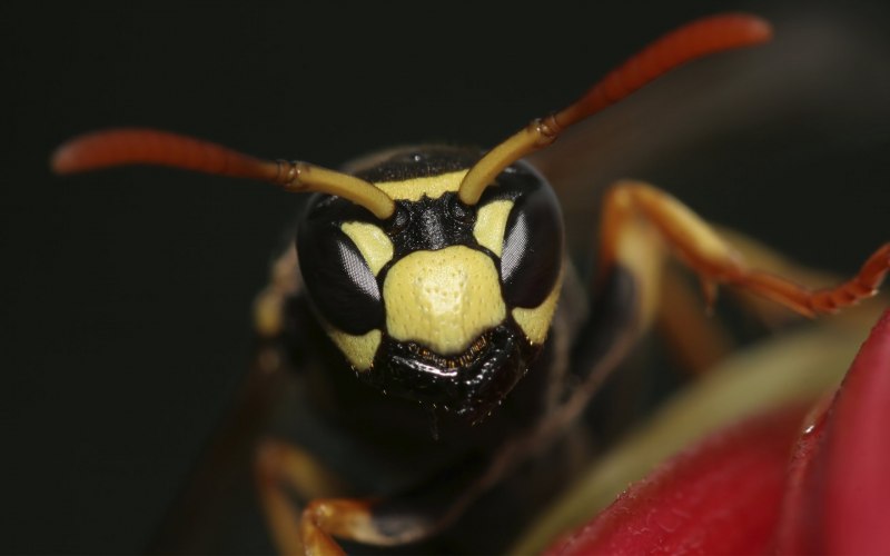 Шершень обыкновенный Vespa crabro