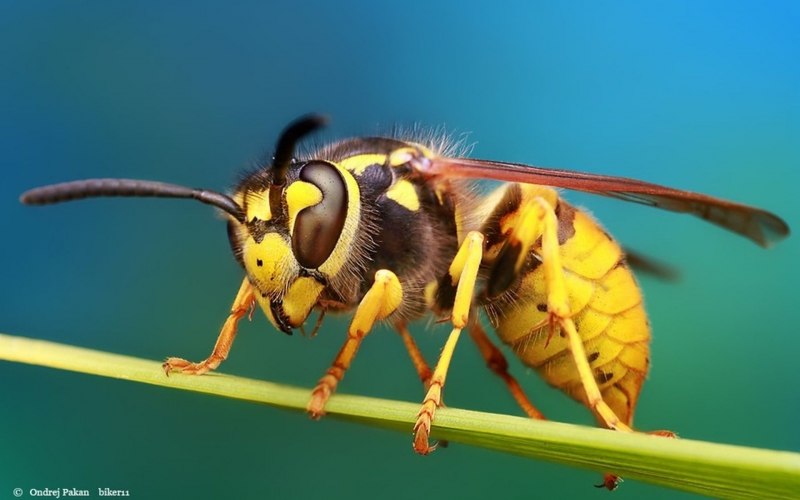 Vespa mandarinia Шершень