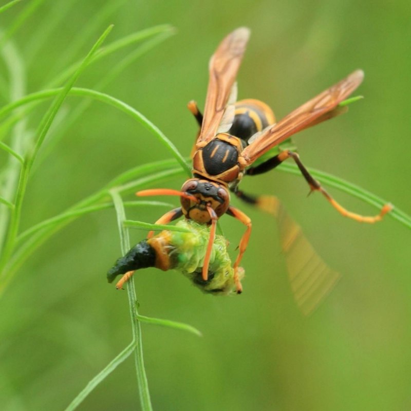 Оса Vespidae