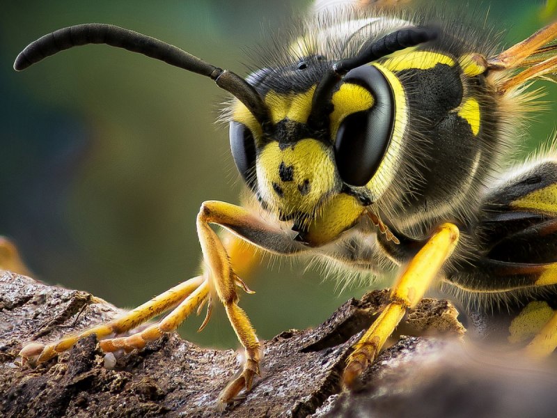 Blastophaga psenes осы