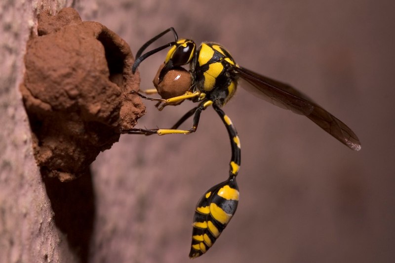 Рогохвост (Sirex Gigas