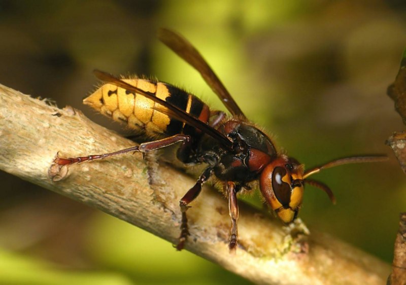Wasp Оса