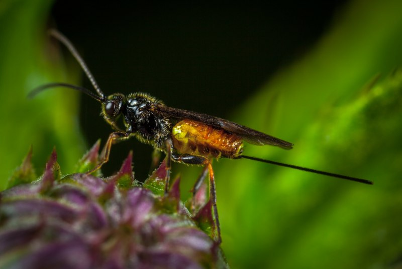 Рогохвост Urocerus Gigas