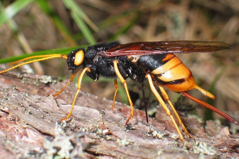 Vespa mandarinia Шершень