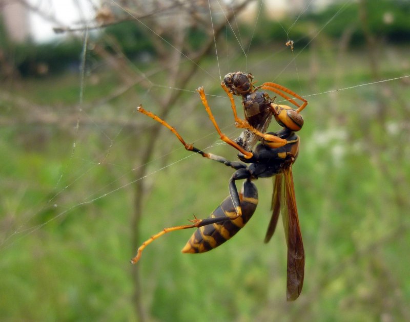 Polistes dominula