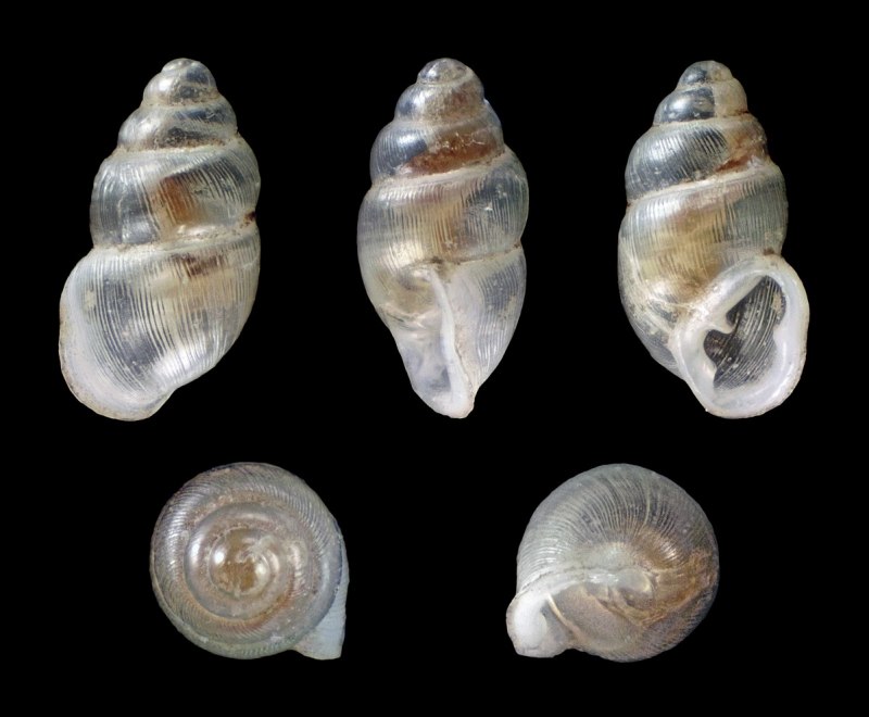 Гигантская морская улитка