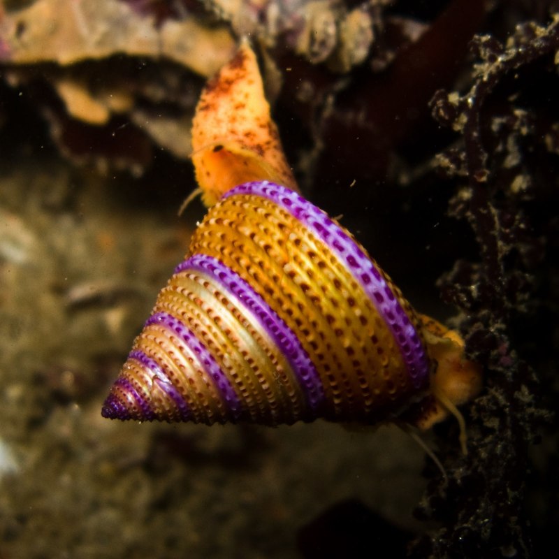 Calliostoma annulatum