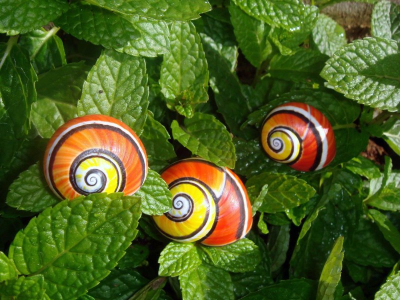 Моллюски улитки слизни