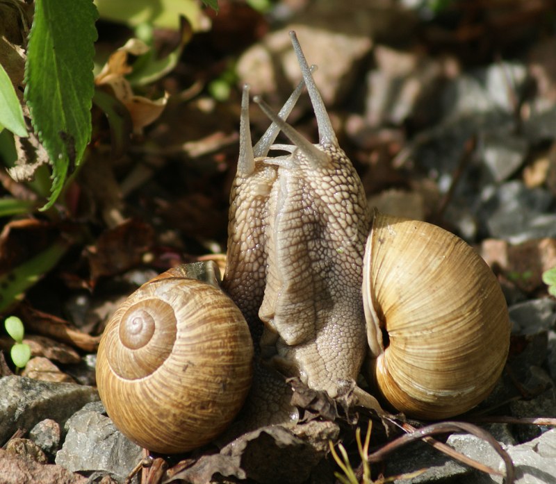 Улитка Helix pomatia